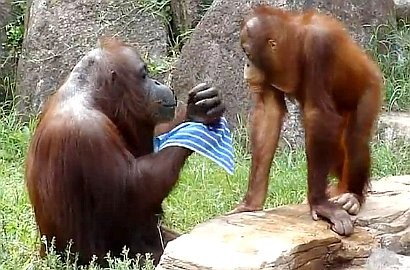 Orangutan Bertingkah Seperti Manusia Saat Membasuh Mukanya