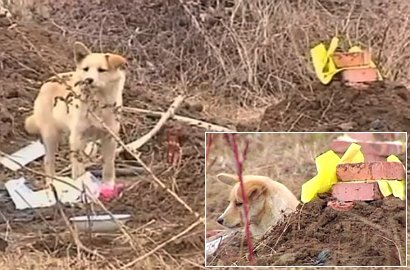 Anjing Penjaga Setia Menunggui Makam Tuannnya