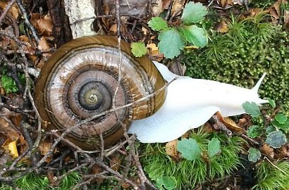 Siput Albino Langka Ditemukan di Selandia Baru