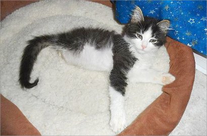 Kucing Berkaki 2 yang Lucu Jadi Sensasi di Internet