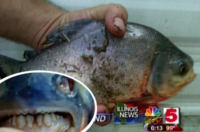 Heboh Penemuan Ikan Suka Gigit Alat Kelamin Pria