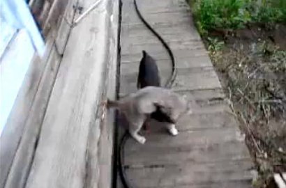 Video Lucu Anjing Membopong Kucing Jadi Sensasi Internet