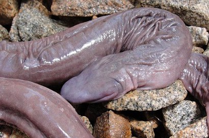 Spesies Baru 'Ular Buta' Berbentuk Mirip Kelamin Pria
