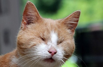 Kucing Buta di Inggris Ini Gemar Main Piano