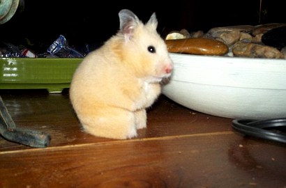 Hamster Misterius Tanpa Cakar Curi Perhatian di Internet