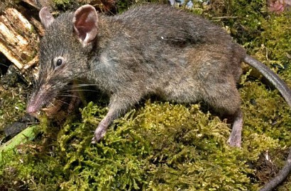 Tikus Langka Tidak Bisa Mengunyah Ditemukan di Sulawesi