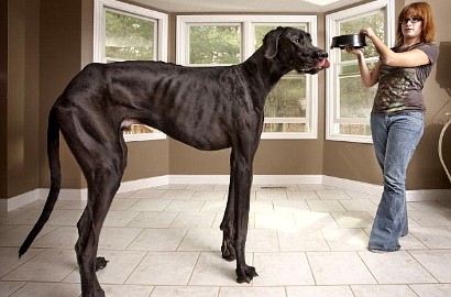 Anjing Terbesar di Dunia Setinggi 1,11 Meter
