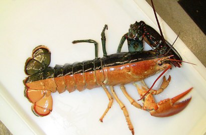 Ditemukan Lobster Langka dengan Tubuh Miliki 2 warna