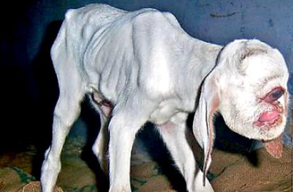 Ada Kambing Miliki Satu Mata  di India