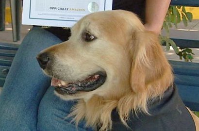 Anjing Asal Australia Ini Menggonggong Paling Keras Sedunia