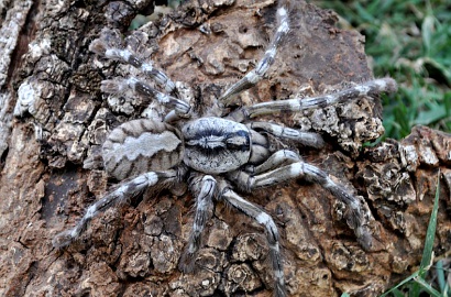 Tarantula Sebesar Wajah Manusia Ditemukan di Sri Lanka