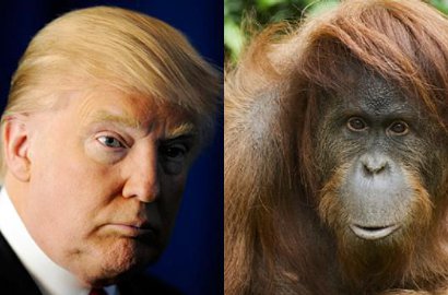 Donald Trump Ajukan Tuntutan Rp 48 Miliar Gara-Gara Diolok Orangutan
