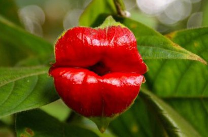 Tanaman Unik Berbentuk Bibir Merah yang Seksi