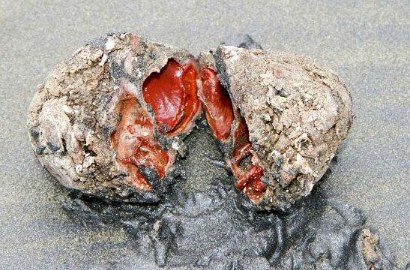 Uniknya 'Batu Hidup' di Pantai Chile