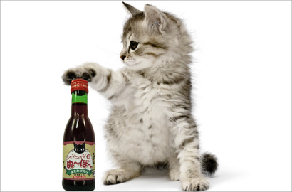 Di Jepang Ada Wine Khusus untuk Kucing