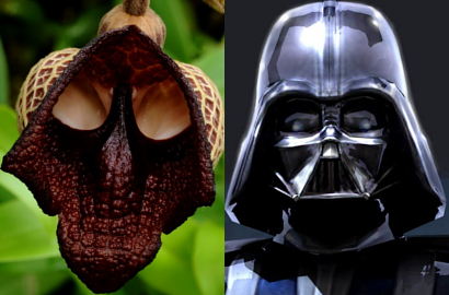 Uniknya Bunga Ini Mirip Wajah Darth Vader 'Star Wars'