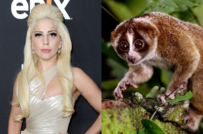 Lady GaGa Diisukan Digigit Kukang Saat Syuting MV 'G.U.Y'