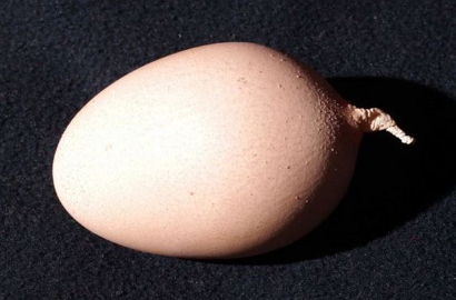 Wah, Ada Telur Berekor di China
