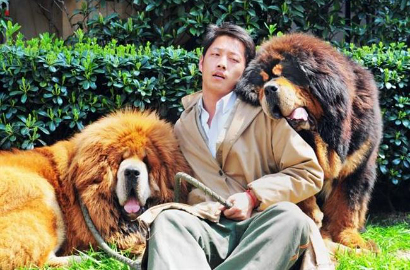 Inilah Anjing Termahal Sedunia Seharga Rp 22 Miliar