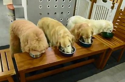 Lucunya Anjing Berdoa Sebelum Makan dan Bereskan Sendiri