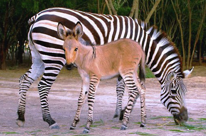 Binatang Campuran Keledai dan Zebra Lahir di Meksiko