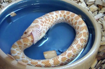 Ular Ini Coba Makan Ekornya Sendiri