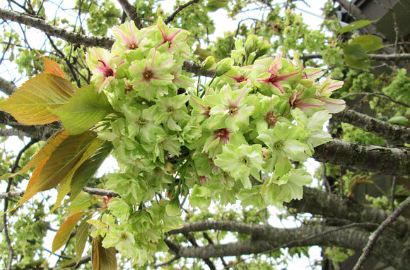 Uniknya Bunga Sakura Warna Hijau di Jepang