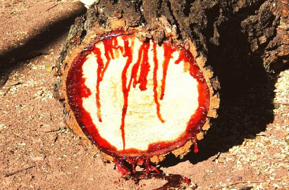 Wah, Ada Pohon 'Berdarah' di Afrika Selatan