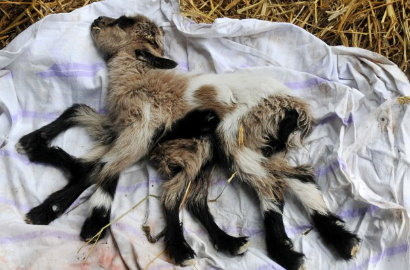 Wah, Ada Anak Kambing Berkaki 8 Lahir di Kroasia