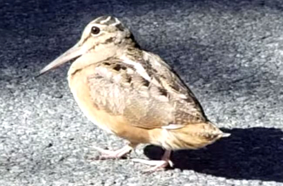 Lucunya Burung Woodcock Menari