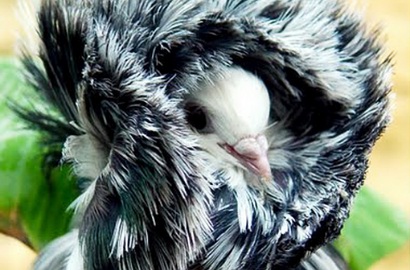 Merpati Jacobin, Burung yang Paling 'Modis'