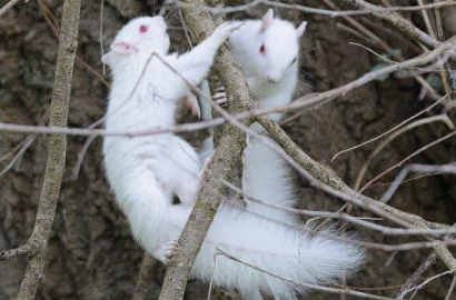 Imutnya 2 Tupai Albino Super Langka Ini Ditemukan Main di Taman Kota