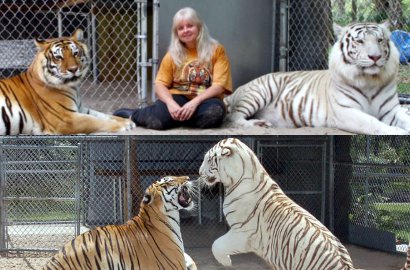 Wanita Amerika Jadikan 2 Macan Sebagai Peliharaan di Rumah