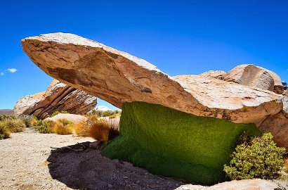 Yareta, Tanaman Berusia 3 Ribu Tahun di Andes