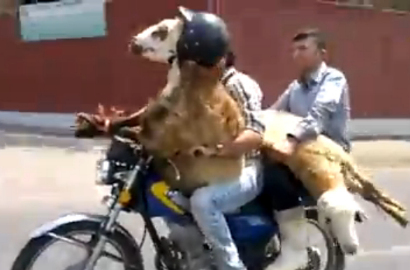 Video Lucu Kambing di Iran Naik Motor Pakai Helm