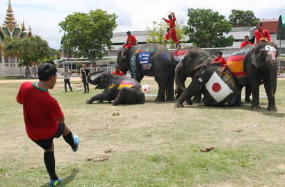 Sepakbola Gajah di Thailand Sambut Piala Dunia 2014