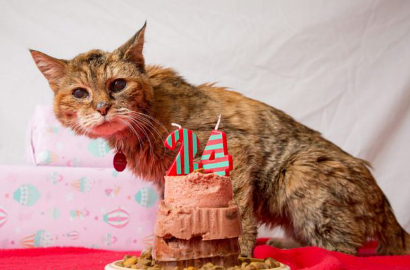 Kucing Tertua Sedunia Mati Setelah Terima Gelar di Usia 24