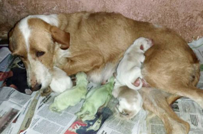 Anehnya Anjing di Spanyol Lahirkan Anak Warna Hijau