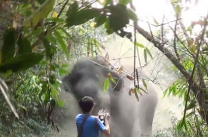 Momen Menegangkan Turis Halau Gajah Marah Hanya dengan Tangan