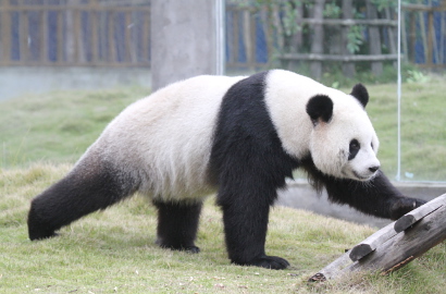 Penangkaran Hewan di Tiongkok Larang Panda Prediksi Piala Dunia 2014