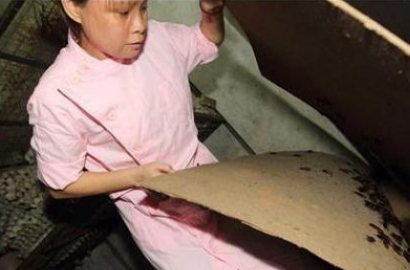 Wanita di Tiongkok Pelihara 100 Ribu Kecoa di Rumah