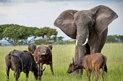 Diadopsi Bikin Gajah di Zimbabwe Ini Mengira Sebagai Banteng