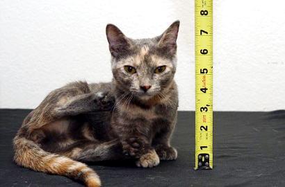 Tinggi 12 Cm, Pixel Jadi Calon Kucing Terpendek Sedunia