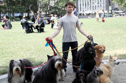 Daniel Radcliffe Syuting 'Trainwreck' Dikelilingi Banyak Anjing