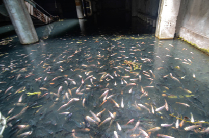 Mall Terbengkalai di Bangkok Dihuni Ratusan Ikan