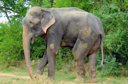 Gajah Ini Nangis Saat Dibebaskan Usai 50 Tahun Disiksa