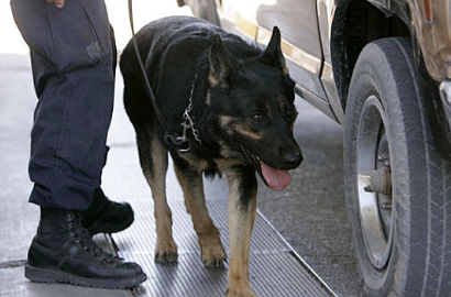 Anjing Pelacak Dilatih Endus Hard Disc Isi File Pornografi Anak