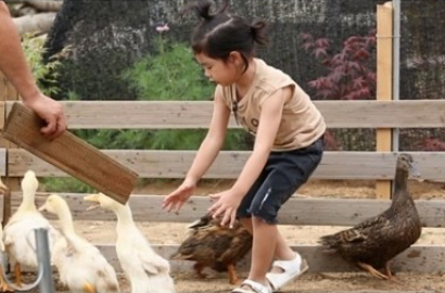 Imutnya Haru Mengejar Bebek di 'Superman is Back'