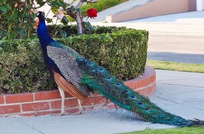 Kota di California Ini Dipusingkan Ratusan Merak Liar Berkeliaran