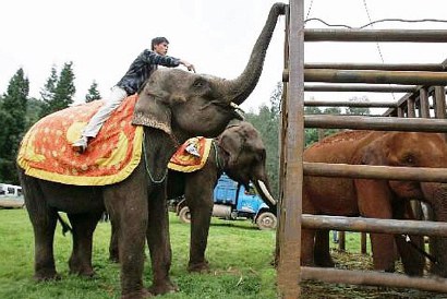 Gajah Kecanduan Narkoba Akhirnya Sembuh Setelah Direhab
